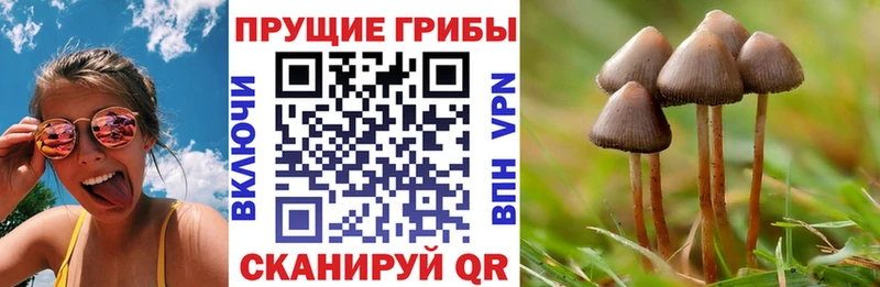 Псилоцибиновые грибы Psilocybine cubensis  Вязники 